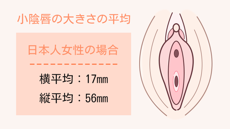 日本人女性の小陰唇の大きさの平均